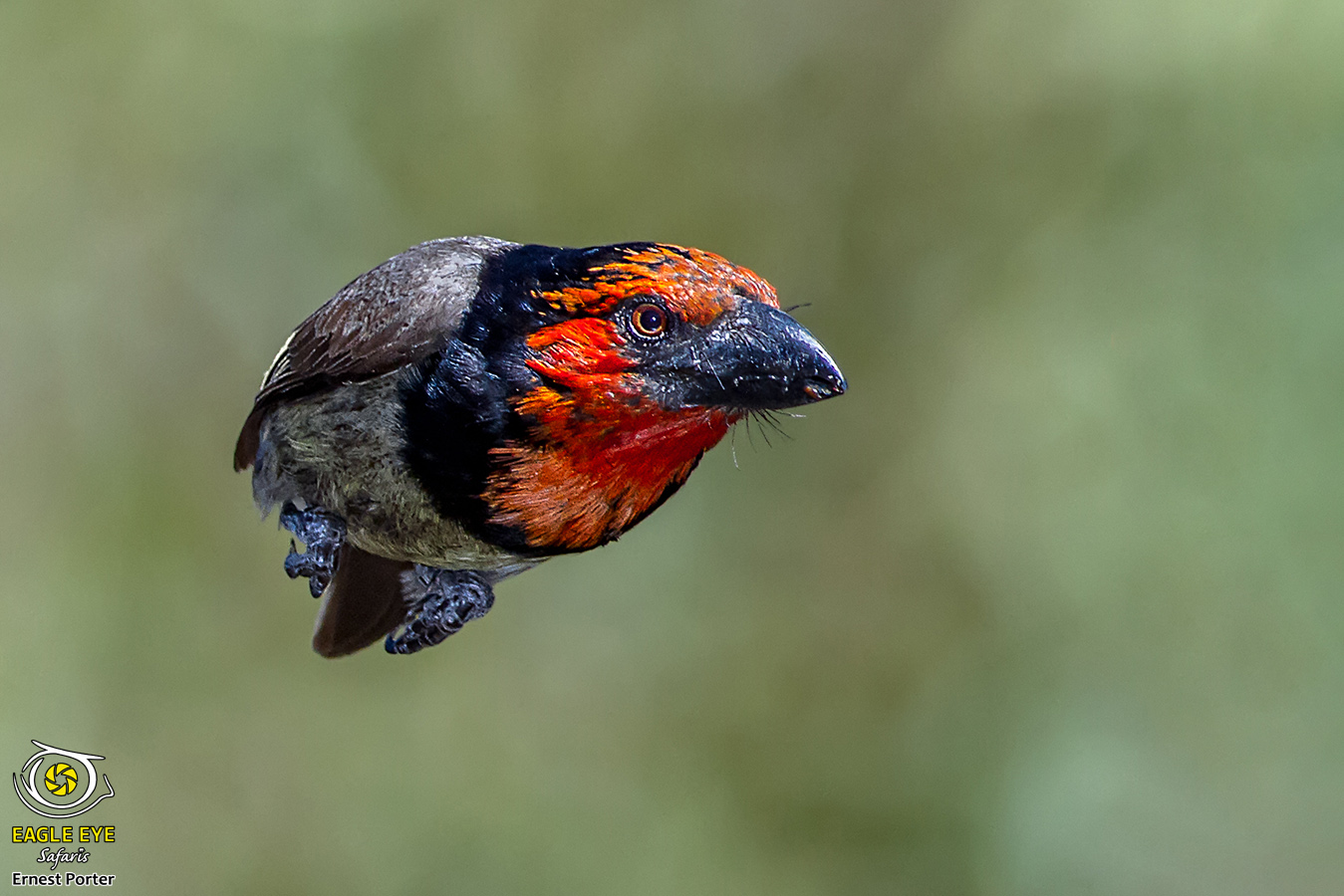 Angry Bird (Black-collared Barbet)
