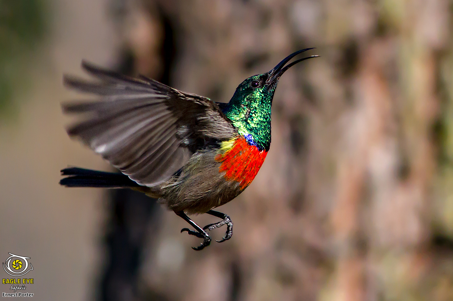 Tiny and Busy (Greater Double-collared Sunbird)