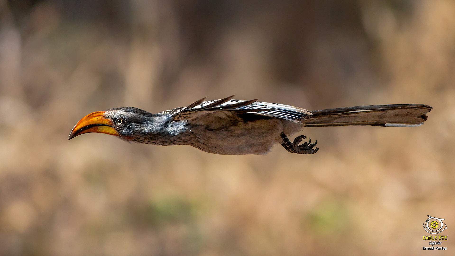 Zazo on the go (Southern Yellow-billed Hornbill)