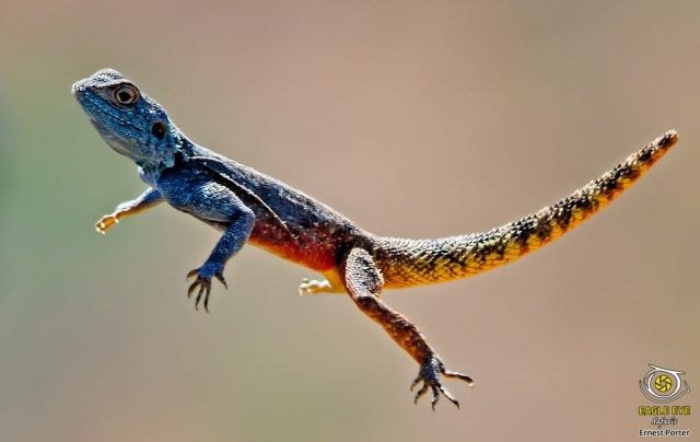 The Jump (Southern Rock Agama)