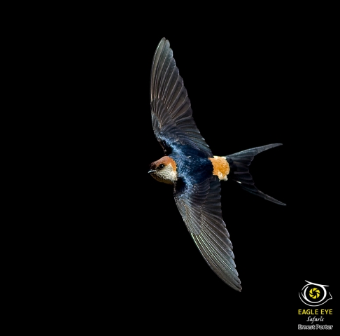 Gliding (Greater Striped Swallow)