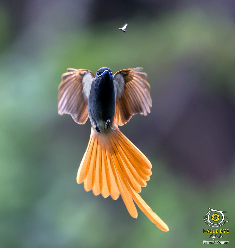 On the Hunt (African Paradise Flycatcher)