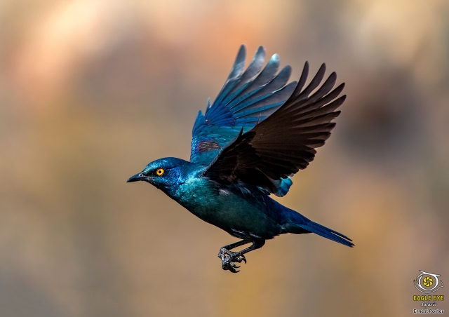 Flying Blue (Cape Glossy Starling)