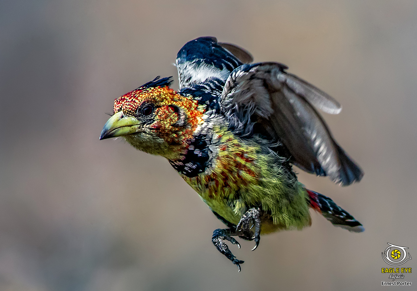 On the Move (Crested Barbet)