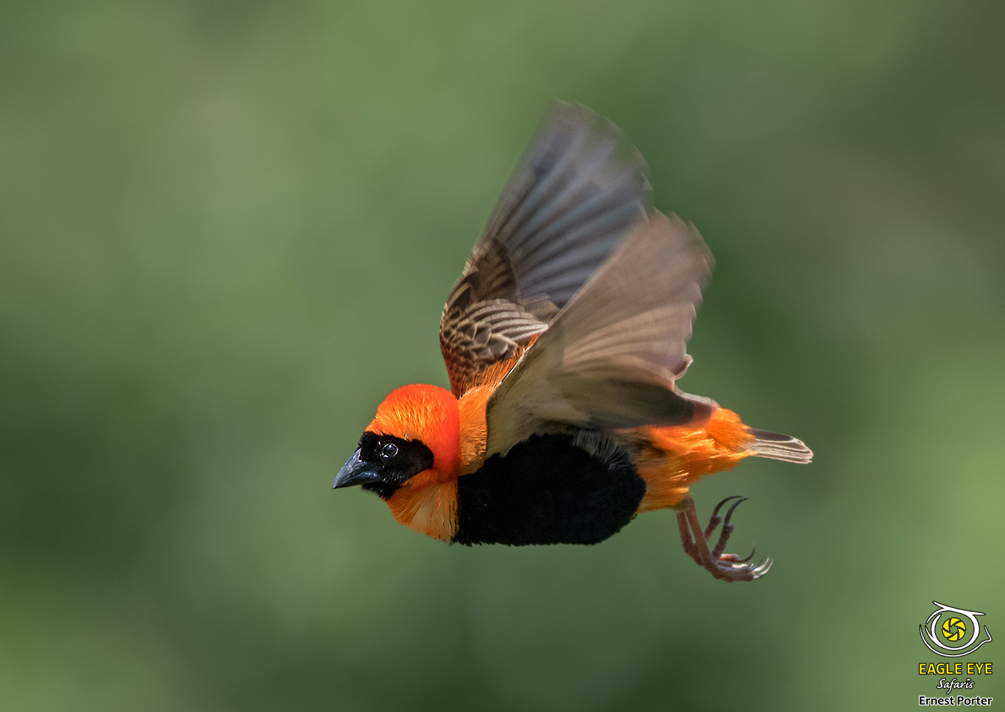 Flying Neon (Southern Red Bishop)