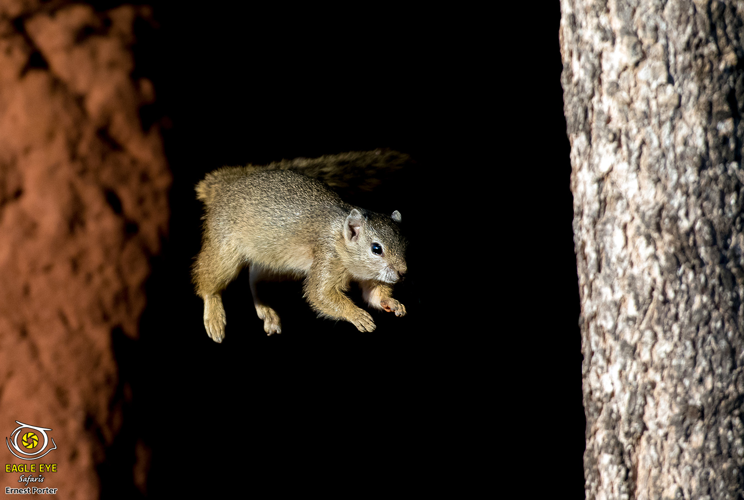Spectacular Jump (Tree Squirrel)