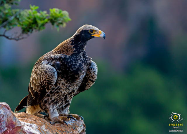 Nessi on the rock (Verreaux's Eagle)
