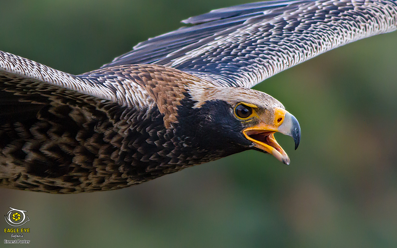 Nessi calling in flight (Verreaux's Eagle)
