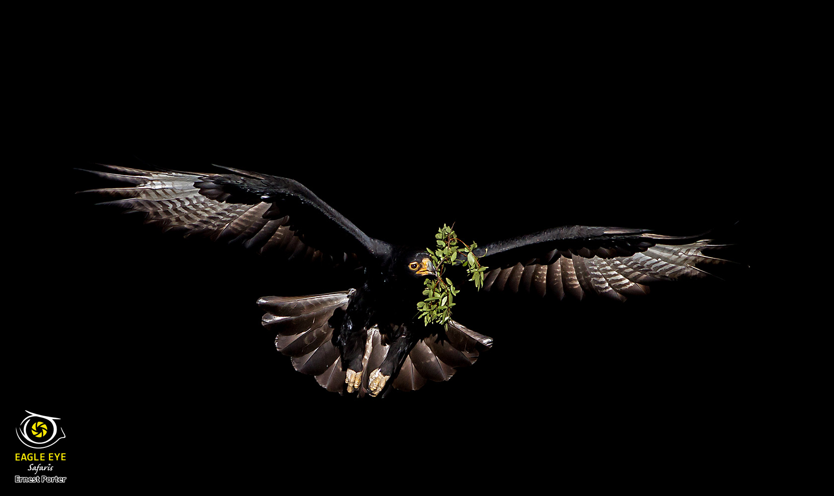 Emoyeni on her way to the nest (Verreaux's Eagle)