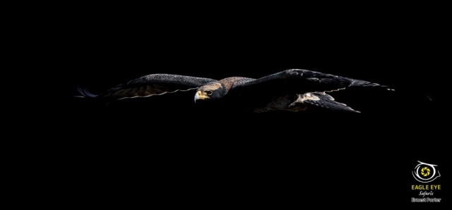 Jono on the wing (Verreaux's Eagle)