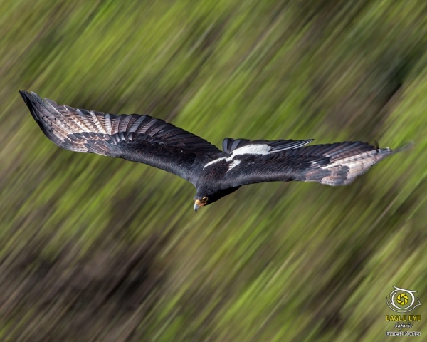 Emoyeni with a Slow Shutter Speed (Verreaux's Eagle)