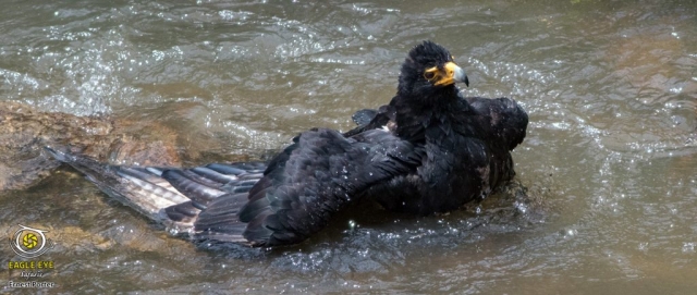Emoyeni taking a bath (Verreaux's Eagle)