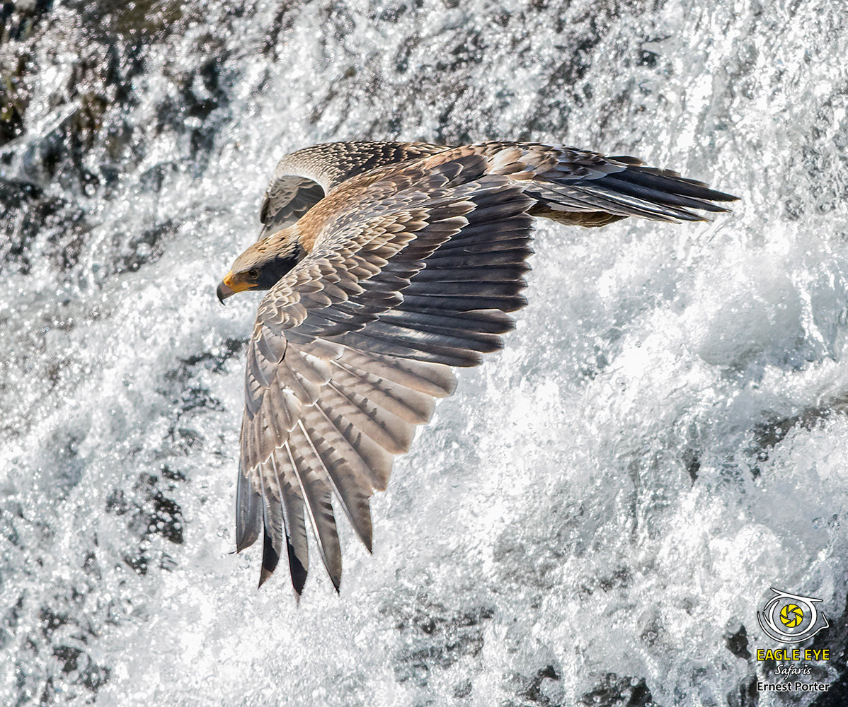 Kendi over the waterfall (Verreaux's Eagle)