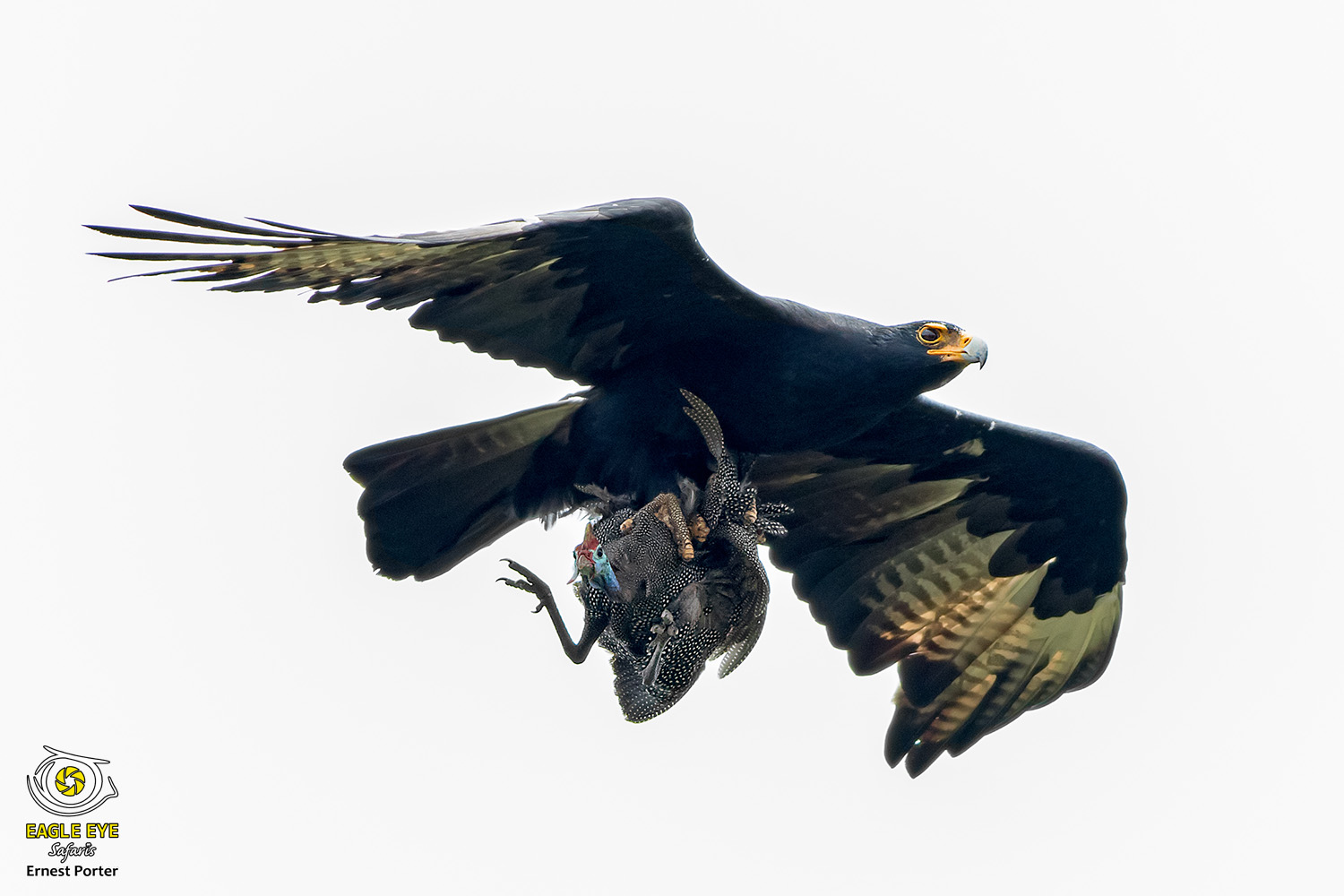 Emoyeni with prey (Verreaux's Eagle & Helmeted-Guineafowl)