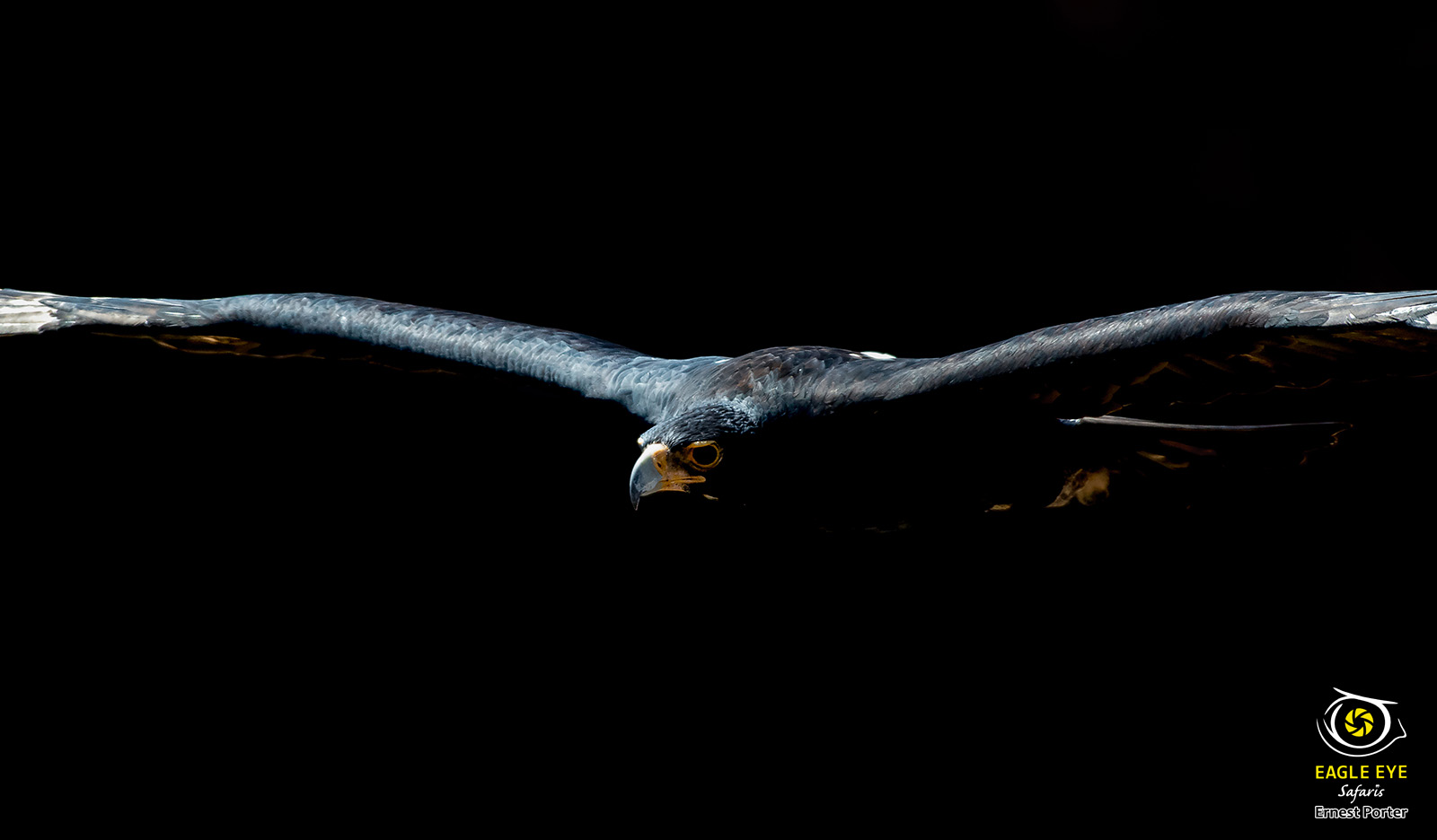Emoyeni in flight (Verreaux's Eagle)