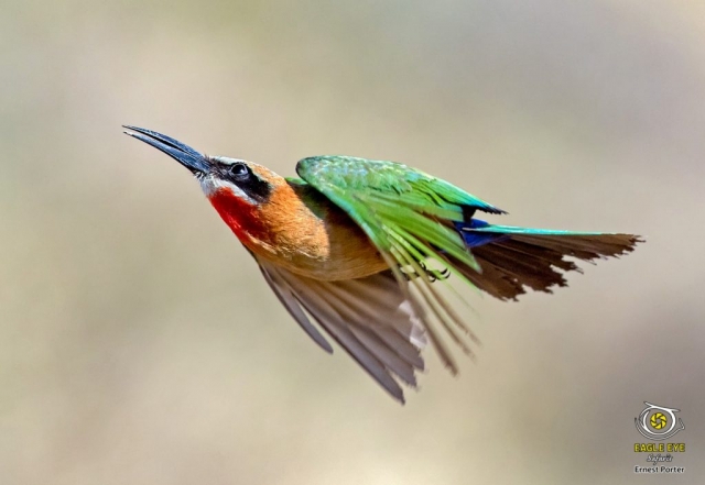 Scruffy Tail (White-fronted Bee-eater)