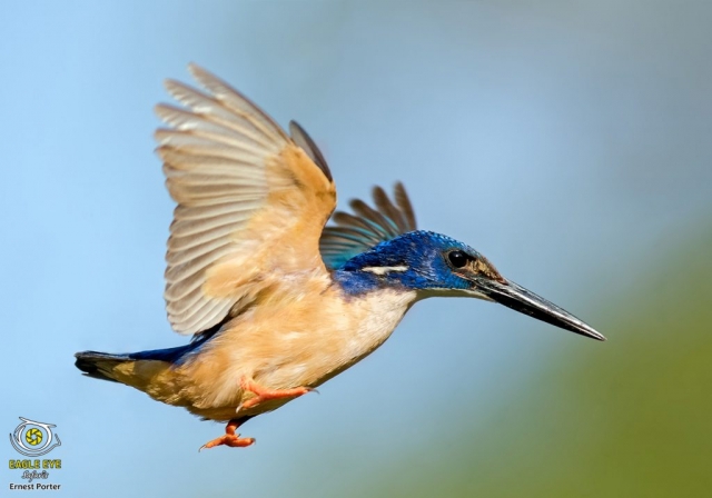 Take Off (Half-collared Kingfisher)