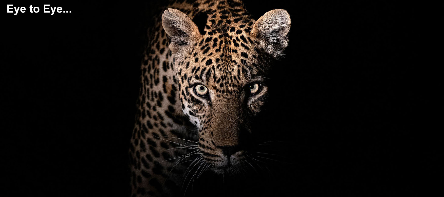 Leopard at night on a wildlife photo safari in Sri Lanka, India, South Africa, Sabi Sands, Kenya, Tanzania, Uganda