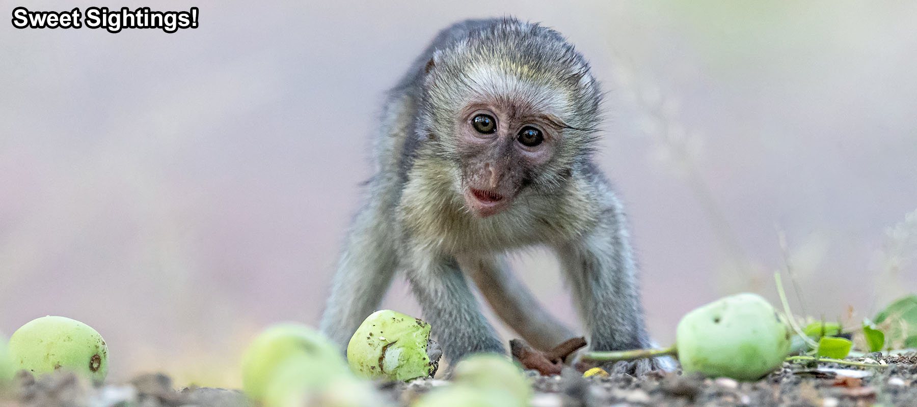 Cute baby monkey on a wildlife photo safari in Greater Kruger, South Africa, Uganda, Kenya, Sri Lanka, India, Tanzania, Rwanda