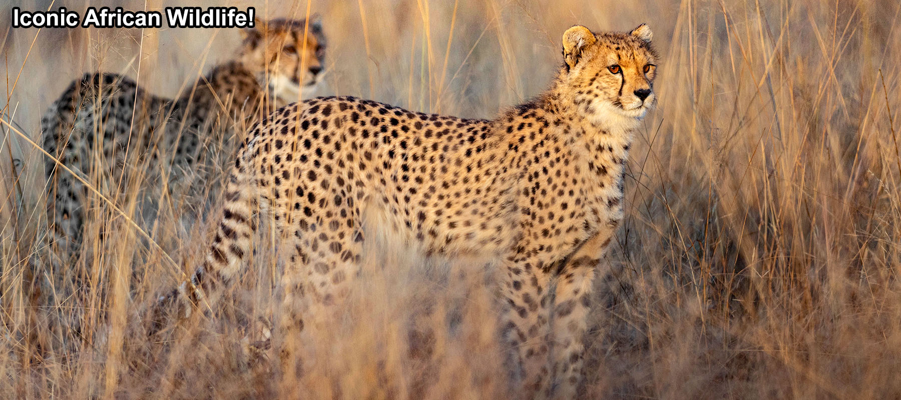 Endangered African cheetahs on the Serengeti and Masai Mara savanna photographed on a wildlife photo safari in Kenya, Tanzania, South Africa, Uganda