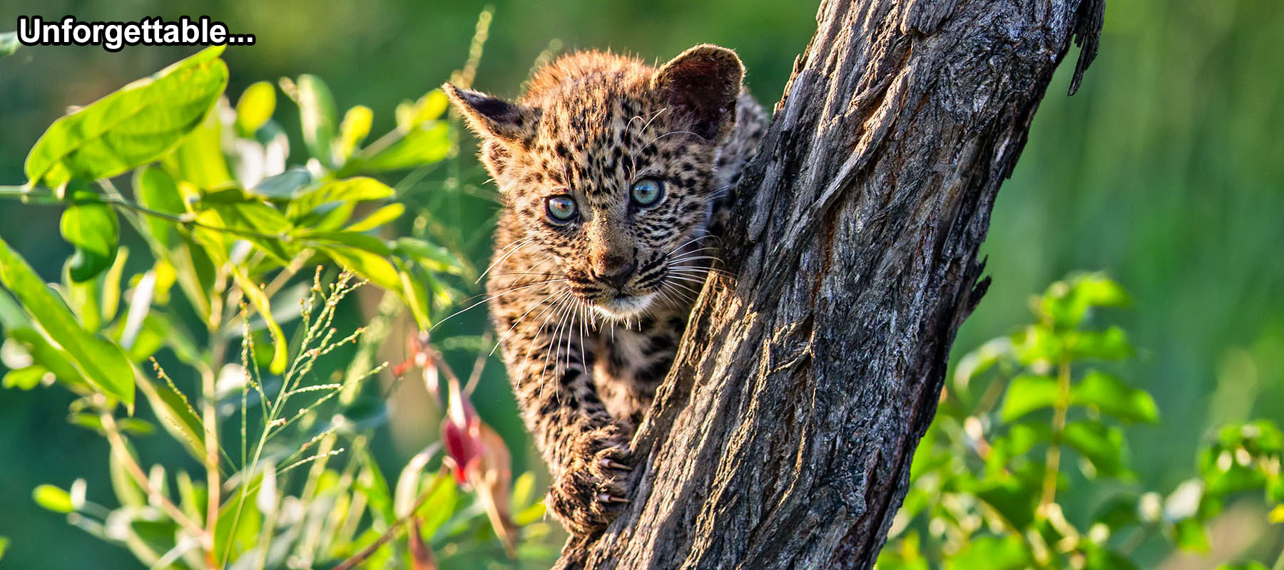 Cute baby African leopard cub photography on a wildlife photo safari in Sabi Sands, Greater Kruger, South Africa