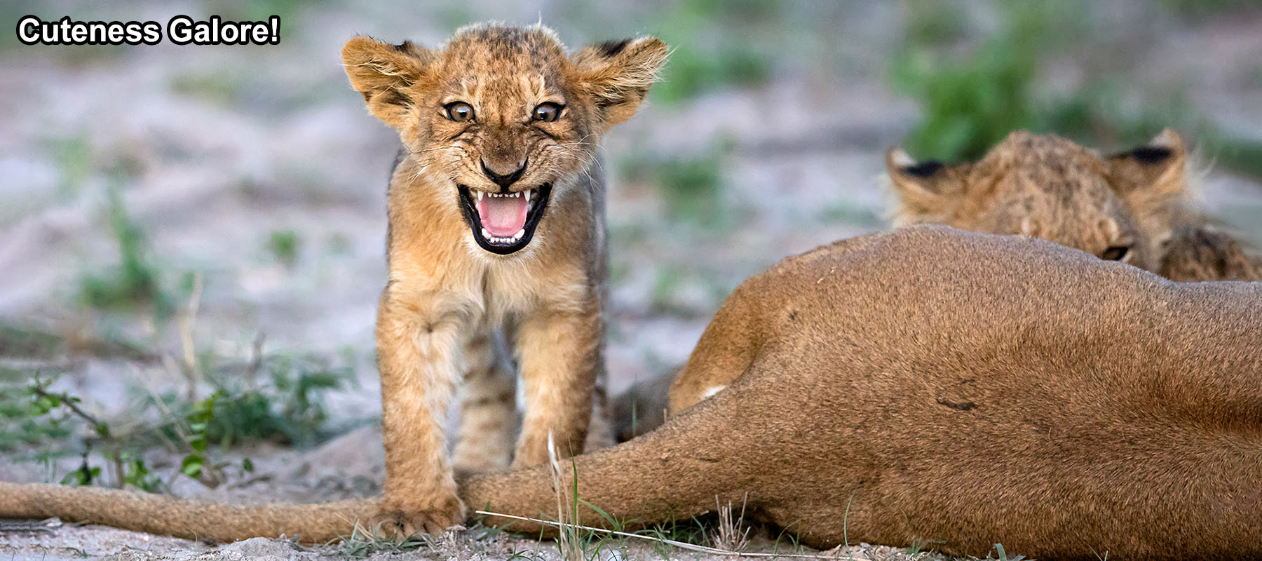 Cute African lion cub on a wildlife photo safari in Manyaleti, Greater Kruger, South Africa