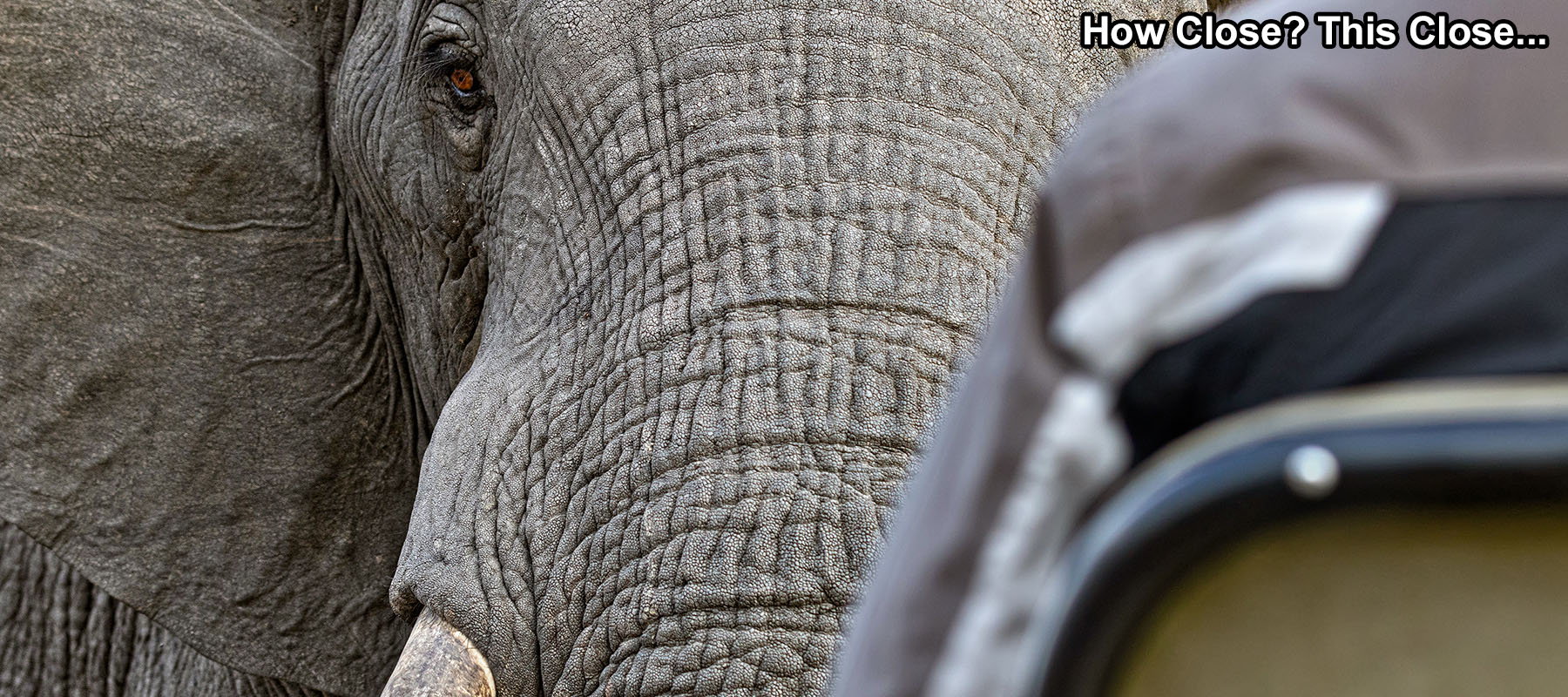 Elephant close up in Manyaleti and Sabi Sands, Greater Kruger, South Africa, Kenya, Tanzania