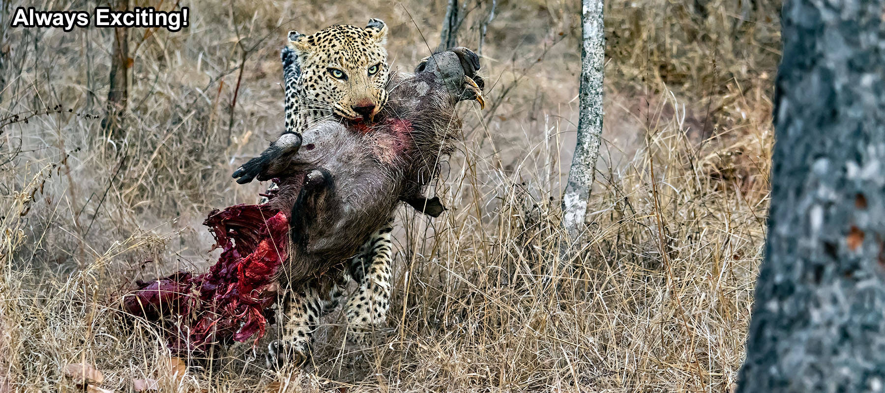 Leopard with a kill on a wildlife photo safari in South Africa, Kenya, Tanzania, Uganda